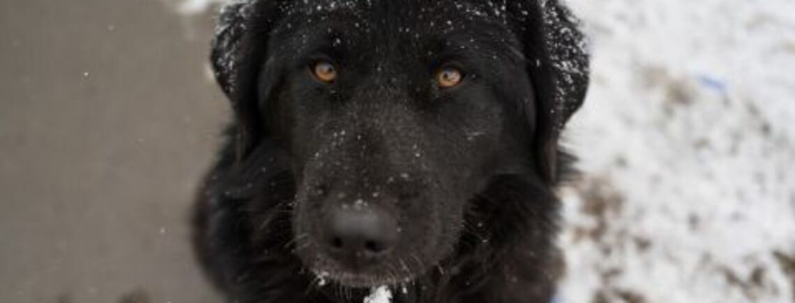 Как уберечь лапы собаки от замерзания и воздействия противогололедной смеси: советы ветеринара
