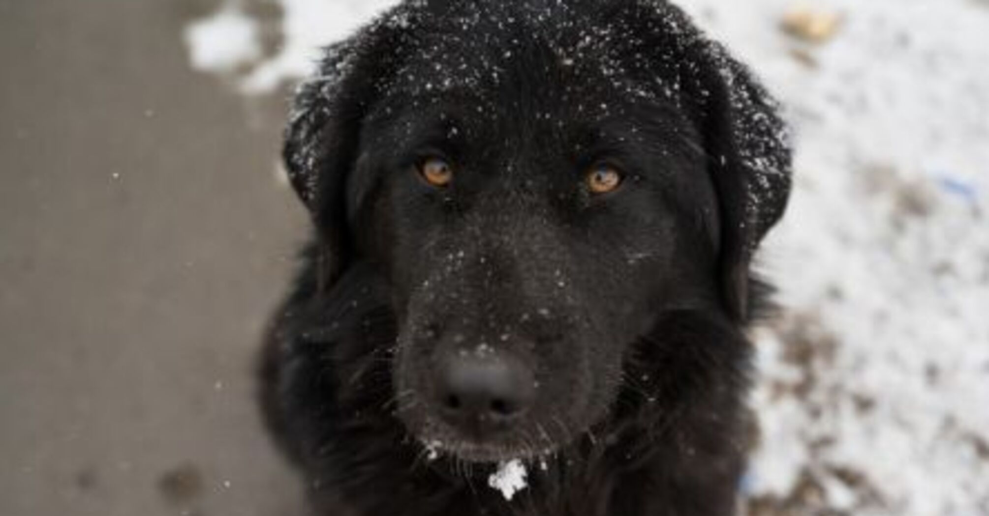 Як вберегти лапи собаки від замерзання та впливу протиожеледної суміші: поради ветеринара