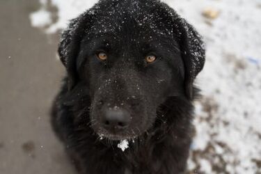 Як вберегти лапи собаки від замерзання та впливу протиожеледної суміші: поради ветеринара