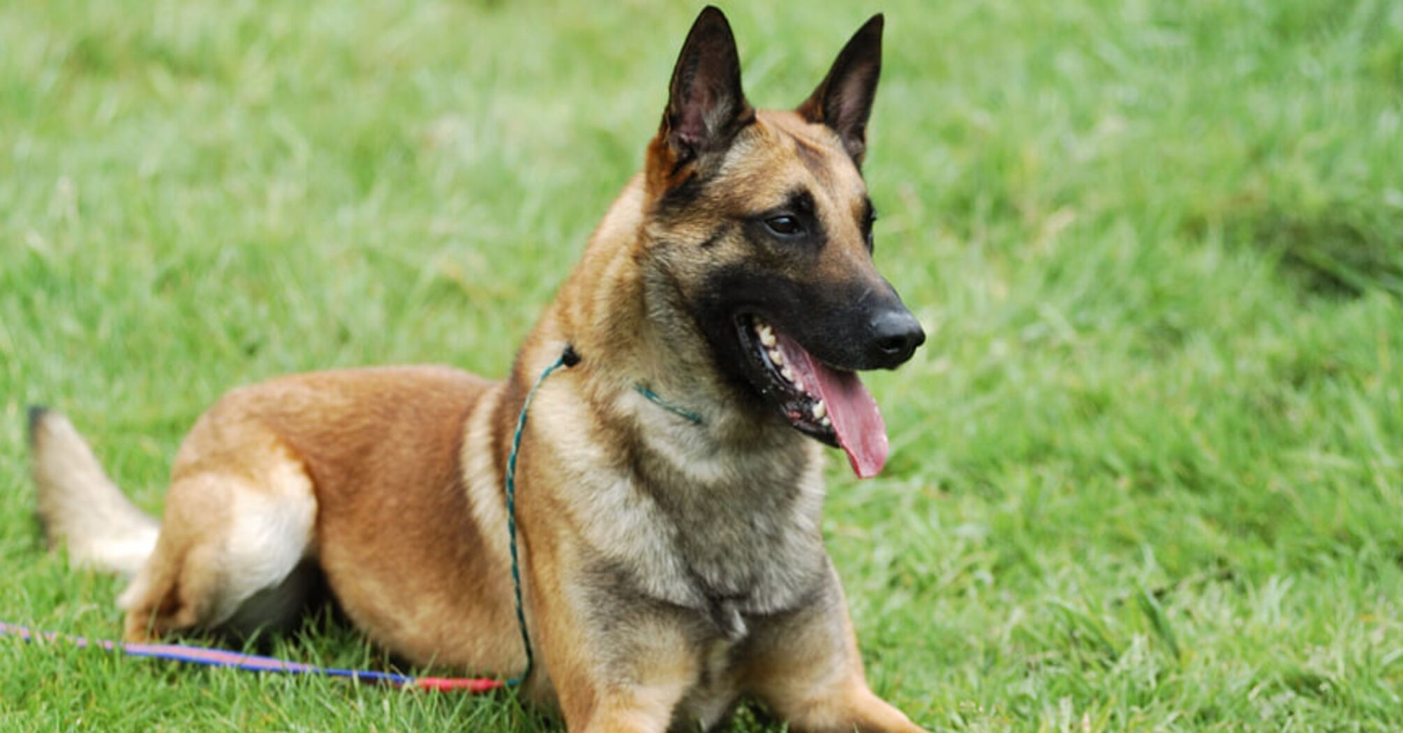 Які породи собак не варто заводити новачкам   