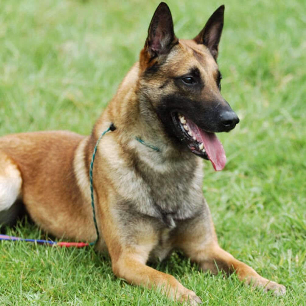 Які породи собак не варто заводити новачкам