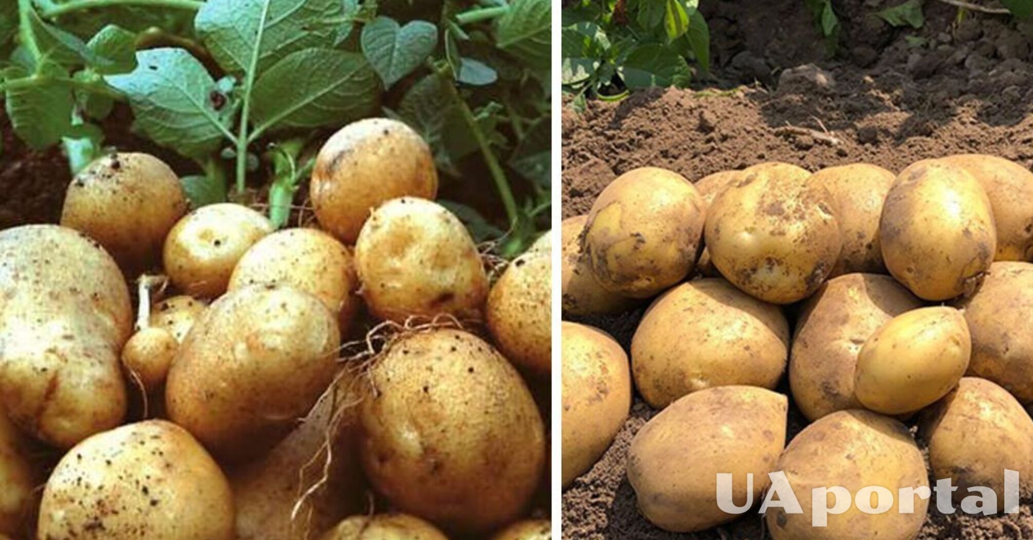 В Украине дорожает популярный овощ: какая цена за килограмм