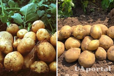 В Україні дорожчає популярний овоч: яка ціна за кілограм