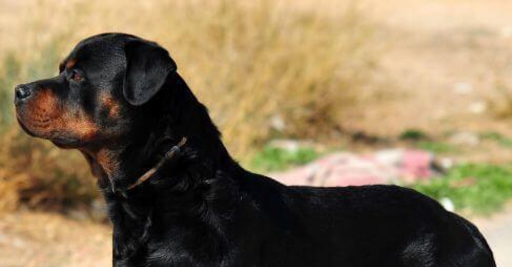 Прячьте все: топ пород собак, которые любят грызть вещи