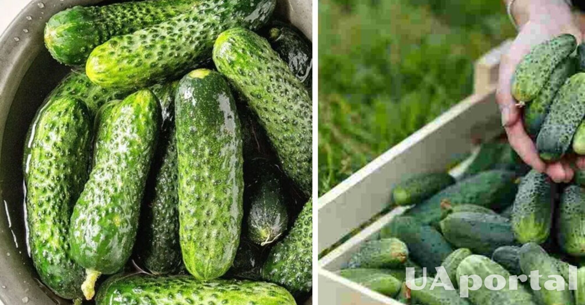 В Україні дорожчає популярний овоч: скільки коштує  