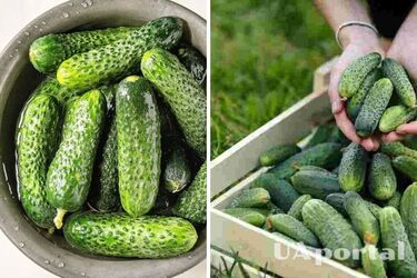 В Україні дорожчає популярний овоч: скільки коштує