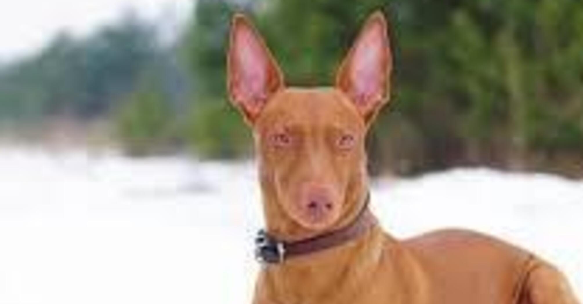 Для справжніх чистюль: топ порід собак, які не линяють та не смердять