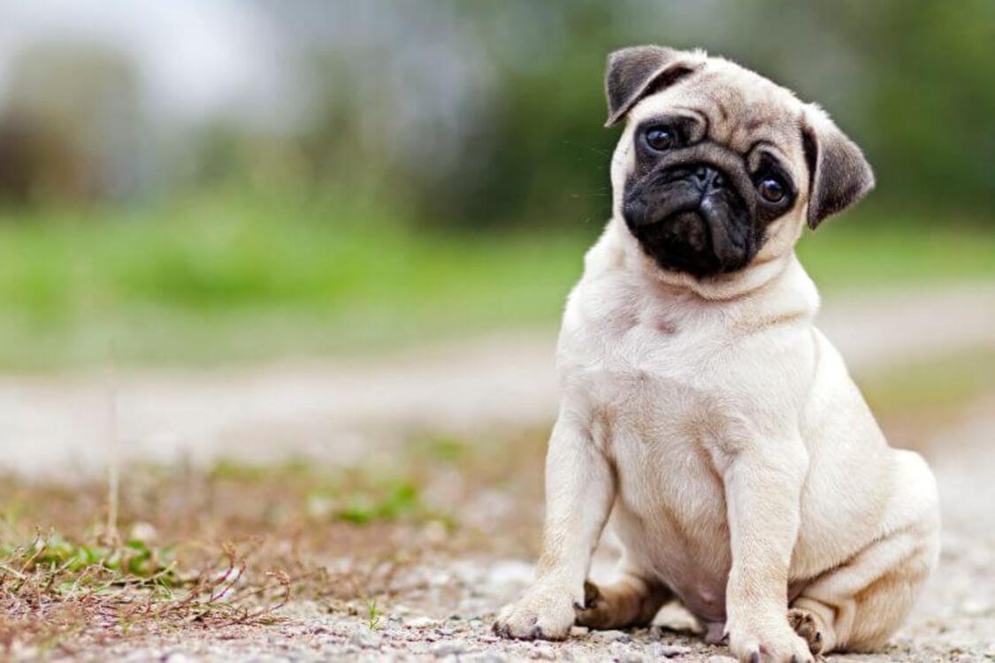 Не підійдуть для охорони: топ порід собак, у яких відсутній мисливський інстинкт