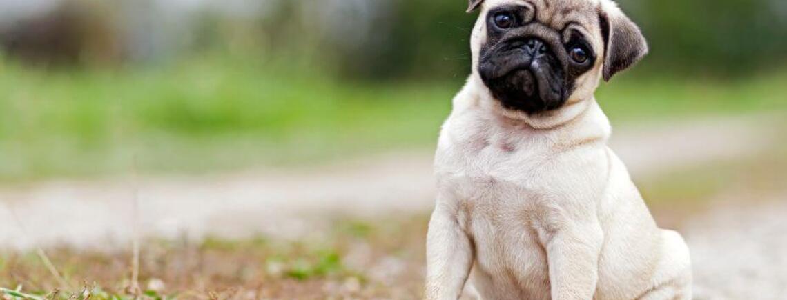 Не подойдут для охраны: топ пород собак, у которых отсутствует охотничий инстинкт