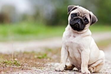 Не підійдуть для охорони: топ порід собак, у яких відсутній мисливський інстинкт