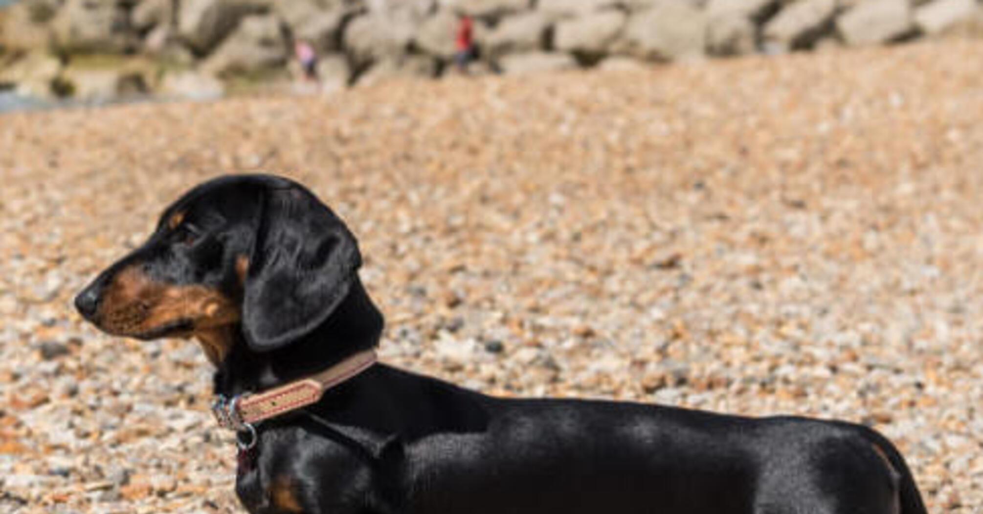 Впечатляют долголетием: какие породы собак долго живут