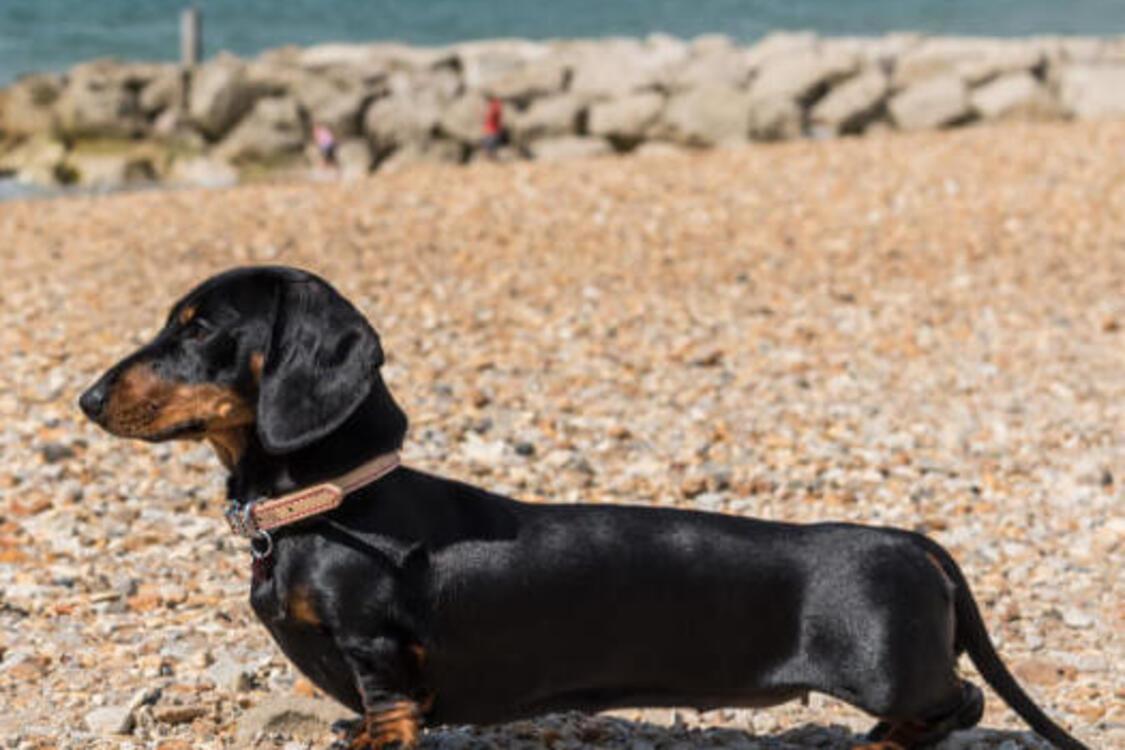 Впечатляют долголетием: какие породы собак долго живут