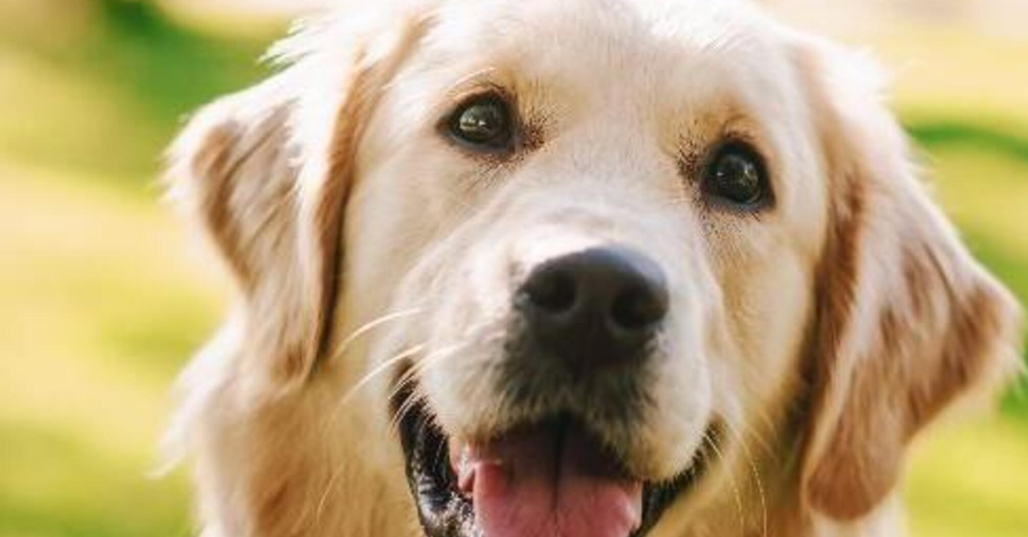 Ідеальні для сімей з дітьми: топ найдобріших порід собак   