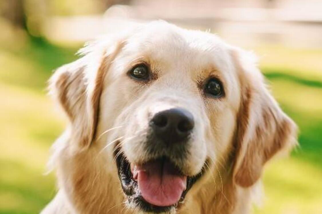 Идеальные для семей с детьми: топ самых хороших пород собак