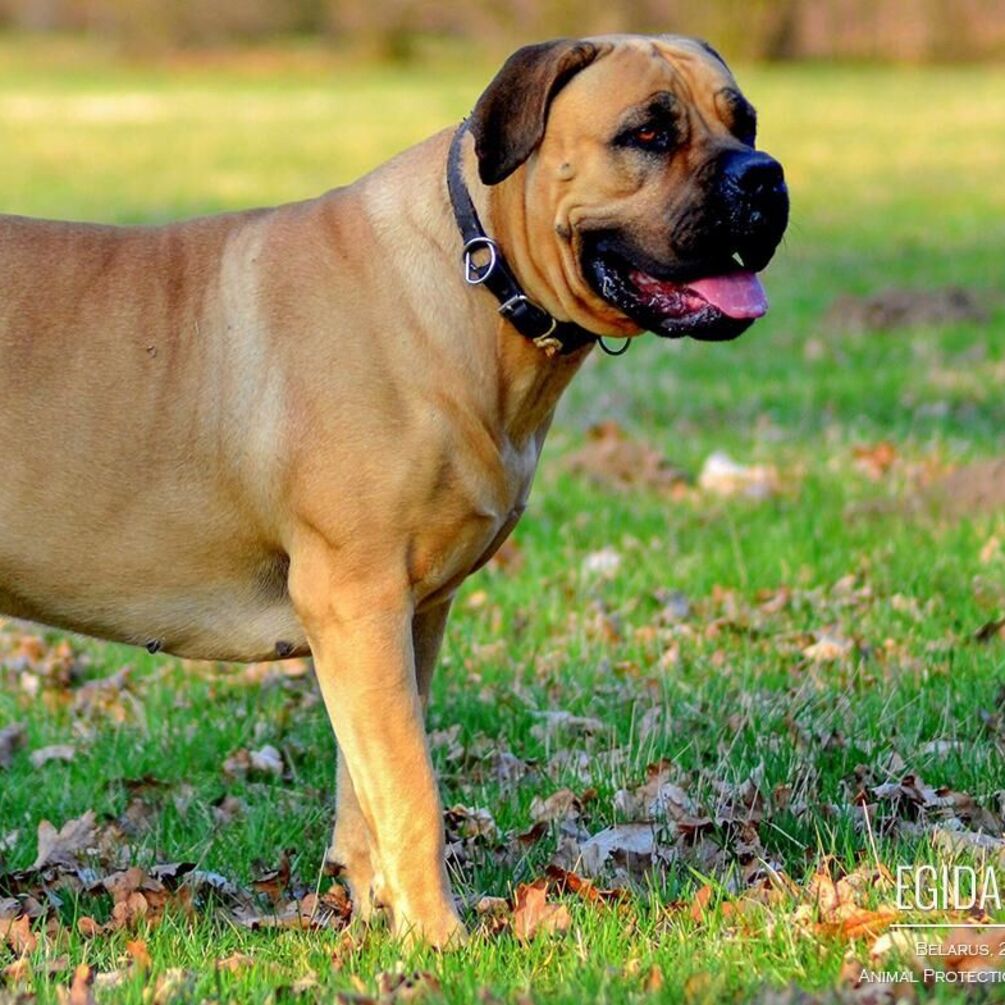 Лучшие защитники: топ спокойных сторожевых пород собак