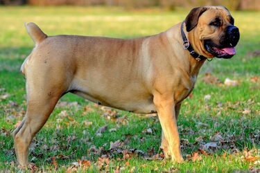 Лучшие защитники: топ спокойных сторожевых пород собак