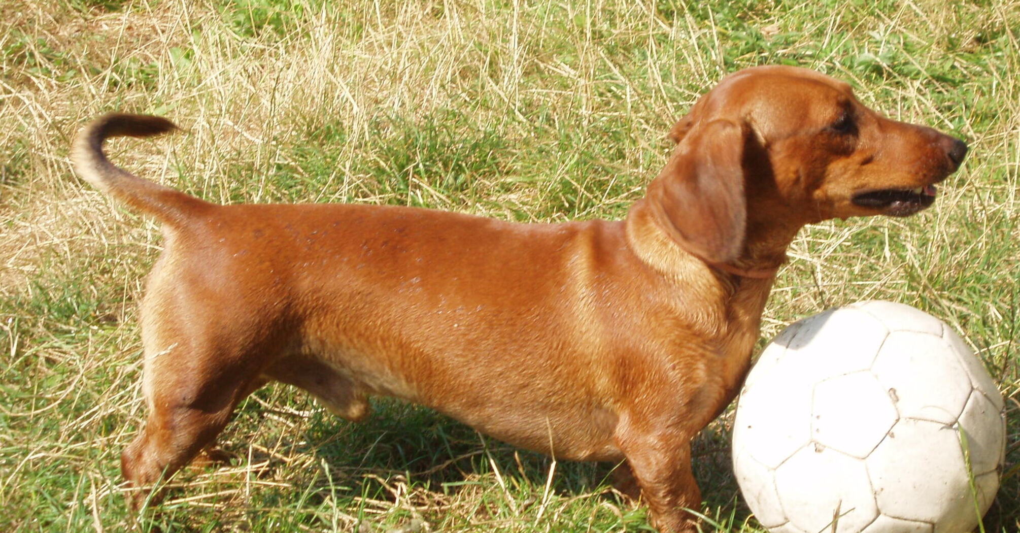 Пухнасті довгожителі: топ порід собак, у яких найдовша тривалість життя 