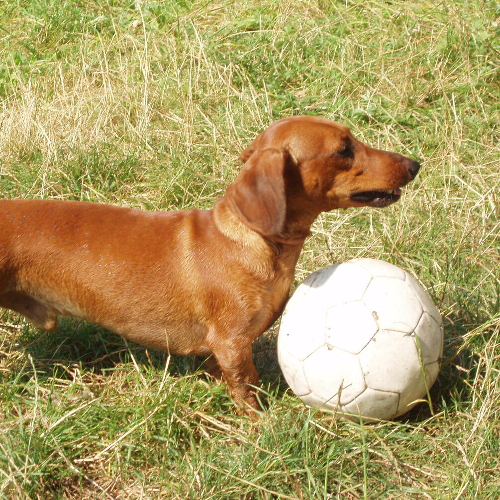 Пушистые долгожители: топ пород собак, у которых самая длинная продолжительность жизни