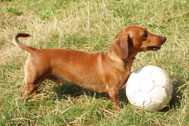 Пухнасті довгожителі: топ порід собак, у яких найдовша тривалість життя