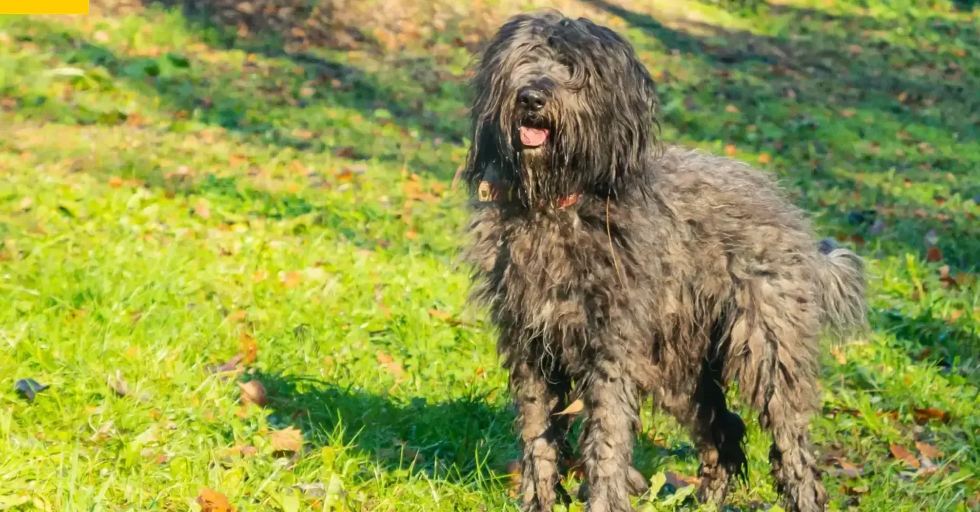 Потребує неймовірно багато часу: названо породу, за якою найважче доглядати   