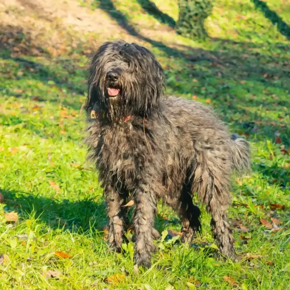 Потребує неймовірно багато часу: названо породу, за якою найважче доглядати
