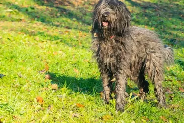 Потребує неймовірно багато часу: названо породу, за якою найважче доглядати