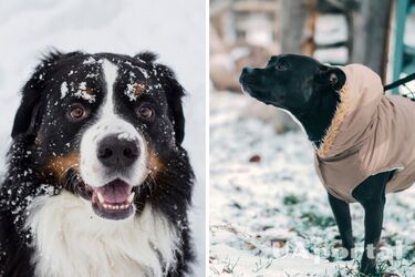 Будьте внимательны: ветеринар назвал основные симптомы обморожения собак