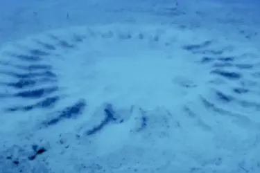 В Японии обнаружили подводные 'круги на полях': что это такое (фото)