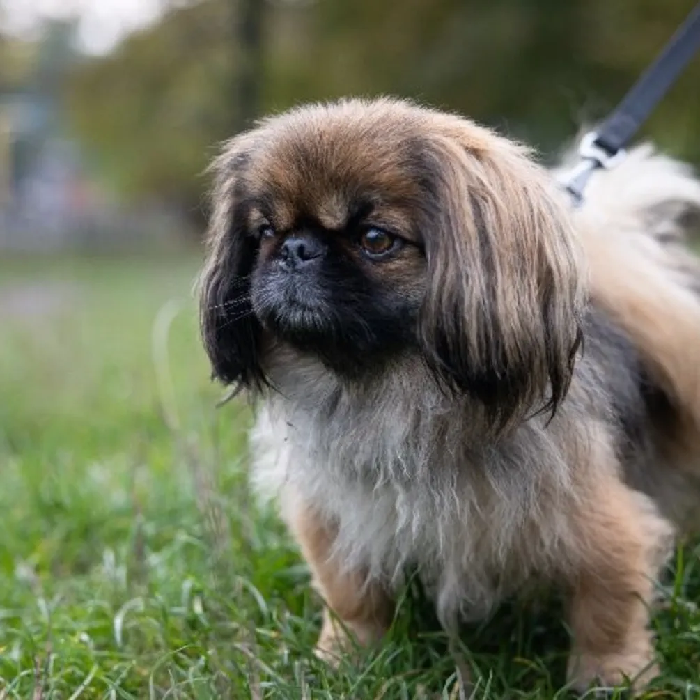 Пухнасті талісмани: топ порід собак, які приносять удачу