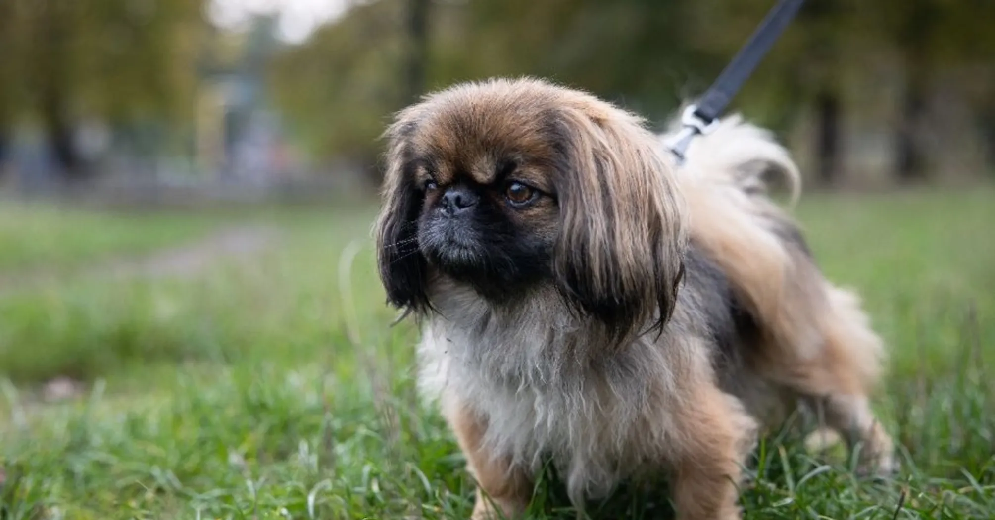 Пушистые талисманы: топ пород собак, приносящих удачу