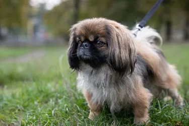 Пушистые талисманы: топ пород собак, приносящих удачу