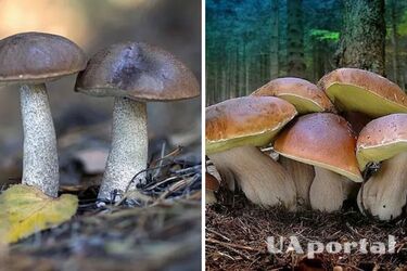 Не уступает по вкусу белому: как найти в лесу березовый березовый