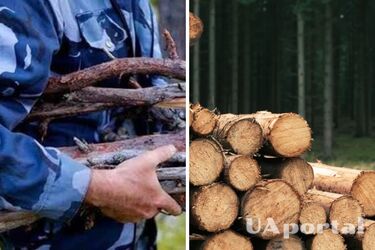 Заготівля дров у 2026 році: за що можна отримати штраф