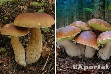 Березовый боровик: грибники посоветовали, как найти и узнать