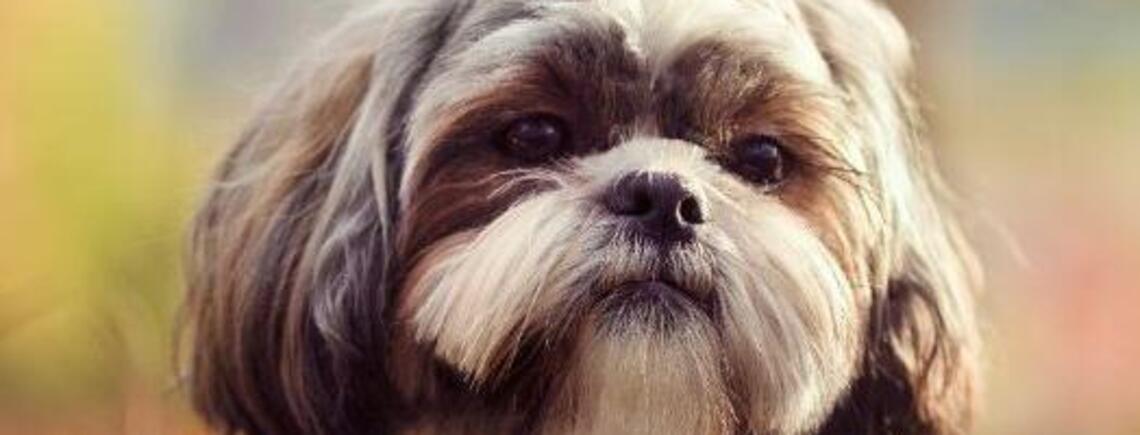 Розоритесь на ветеринарів: топ ознак, які свідчать про слабке здоров’я собаки