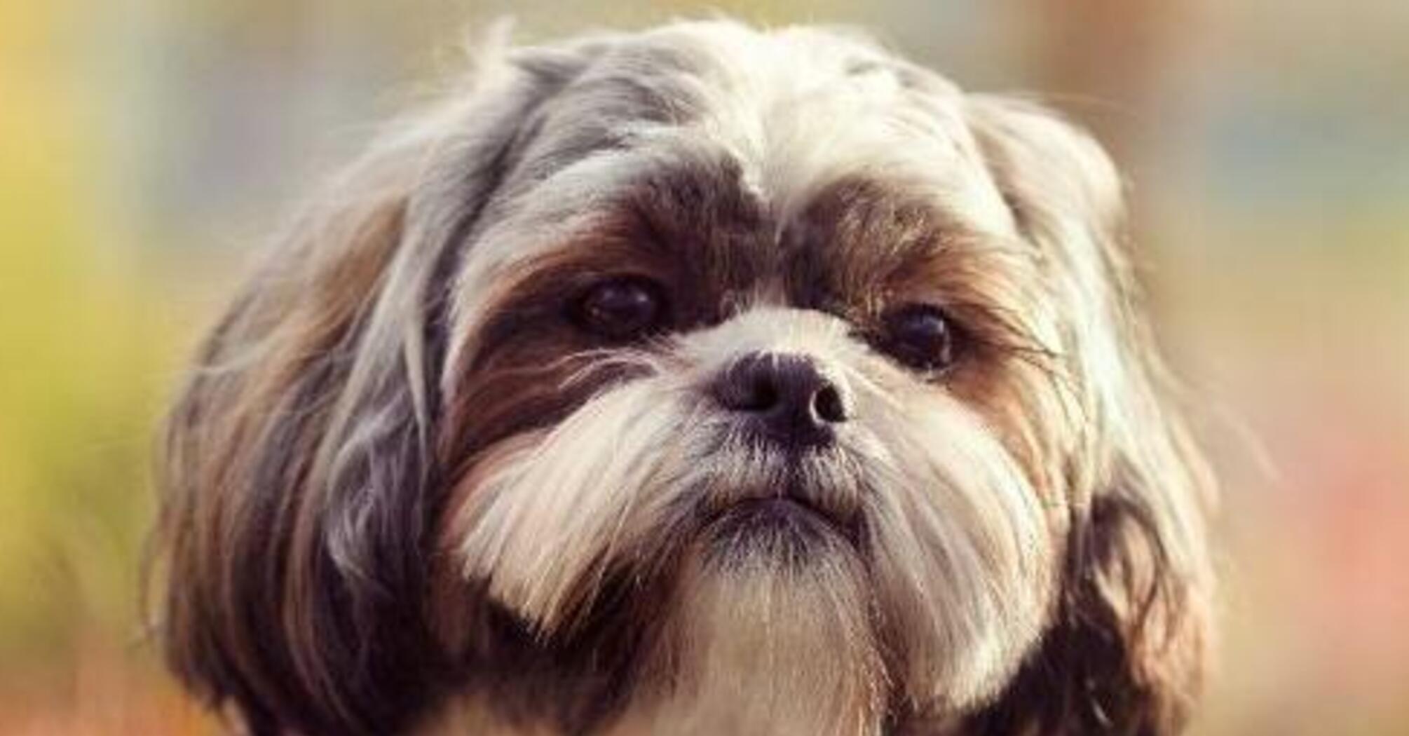 Розоритесь на ветеринарів: топ ознак, які свідчать про слабке здоров’я собаки