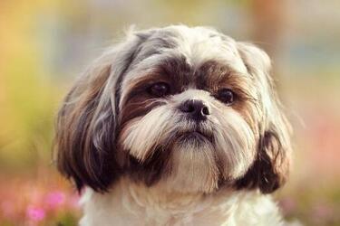 Разоритесь на ветеринаров: топ признаков, свидетельствующих о слабом здоровье собаки