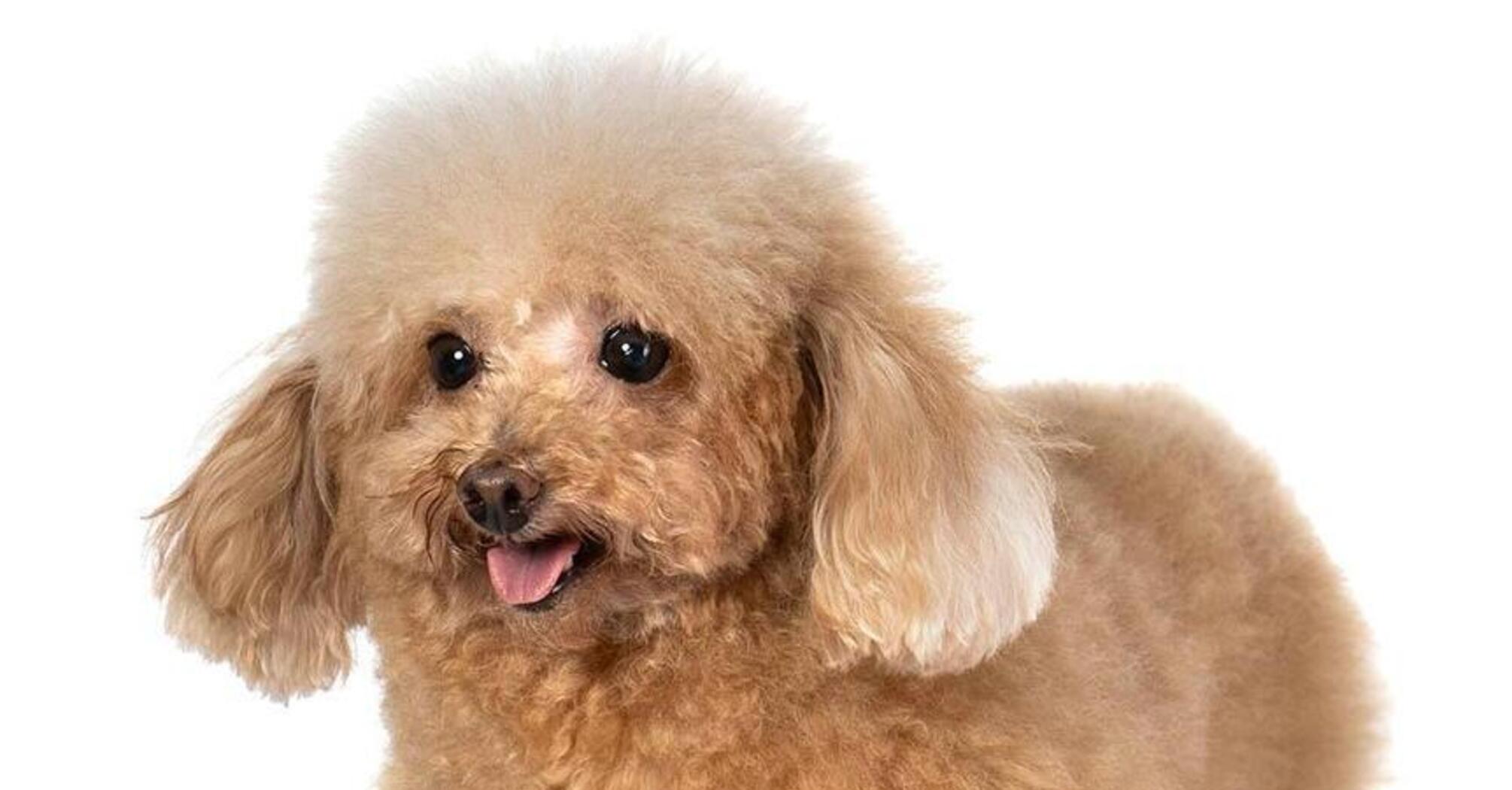 Подарують радість та веселощі: топ найграйливіших собак   