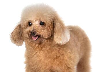 Подарят радость и веселье: топ самых игривых собак