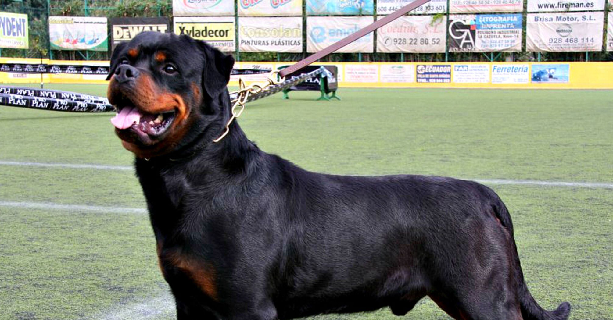 Найвідданіший друг: топ найсміливіших порід собак   