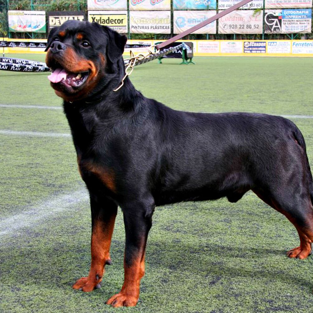 Самый преданный друг: топ самых смелых пород собак