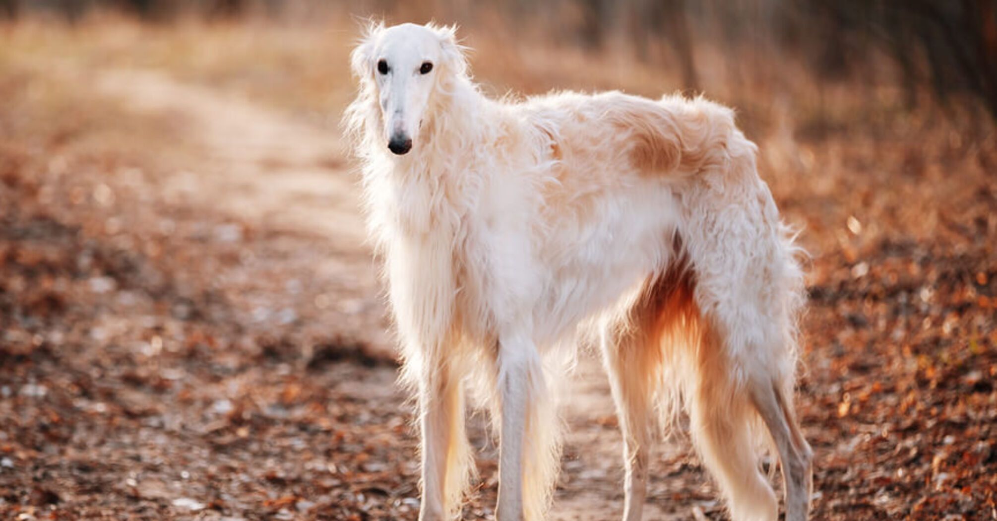 С ними не будет проблем: названы топ 'удобных' пород собак