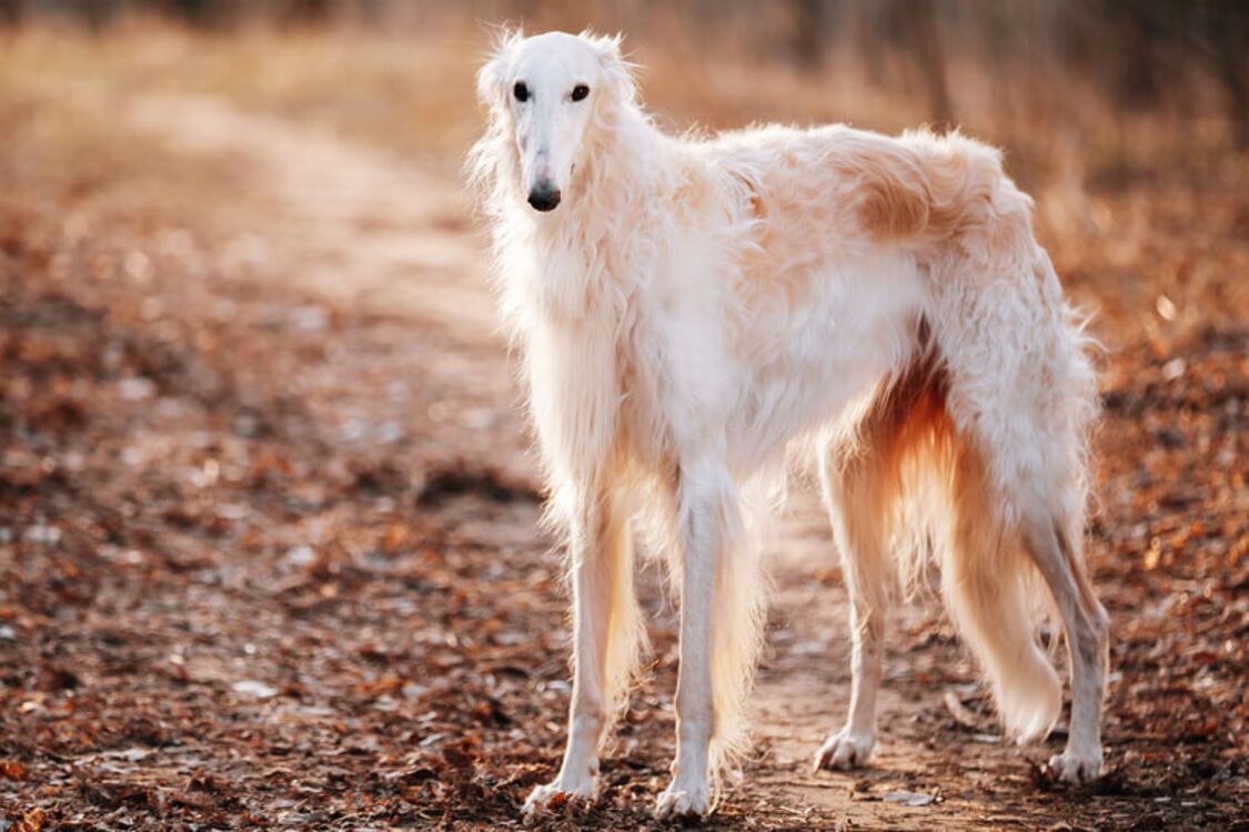 С ними не будет проблем: названы топ 'удобных' пород собак