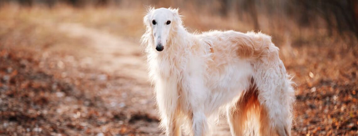 С ними не будет проблем: названы топ 'удобных' пород собак