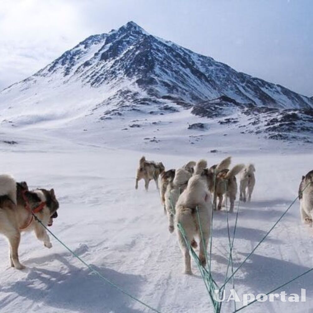 Названо найдавнішу породу собак: як називається