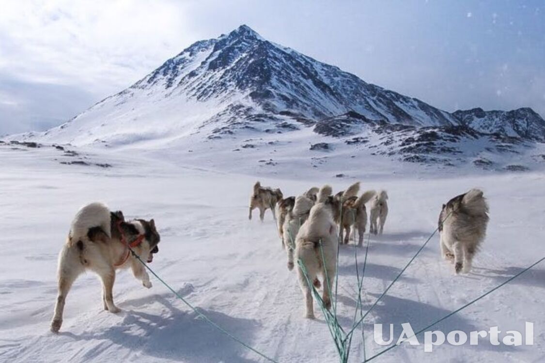 Названа самая древняя порода собак: как называется