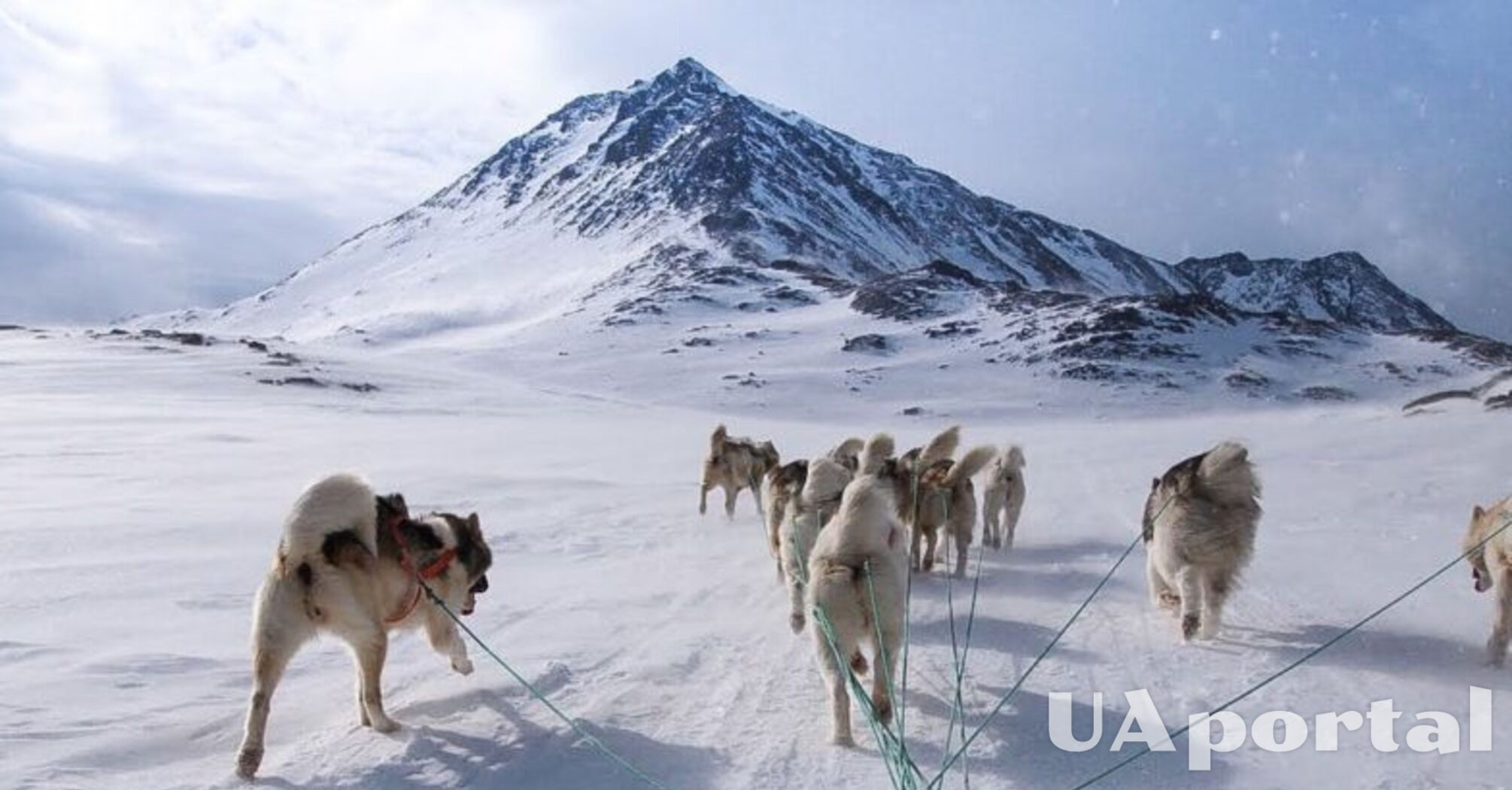 Названа самая древняя порода собак: как называется