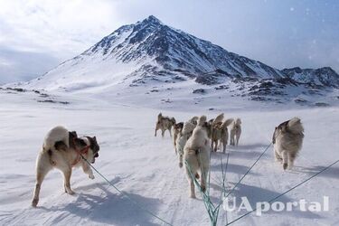 Названа самая древняя порода собак: как называется