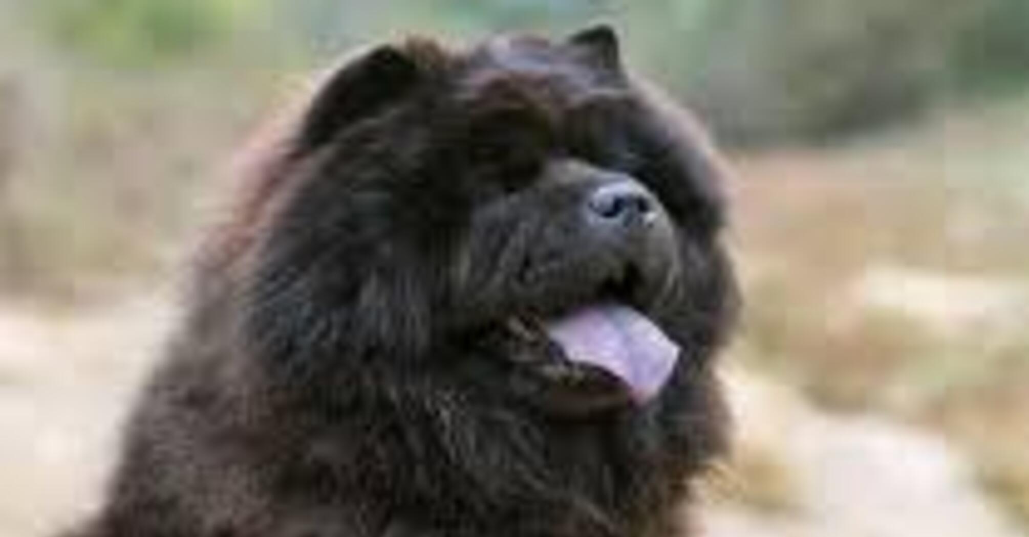 С ними следует быть осторожным: топ пород часто кусающихся собак.