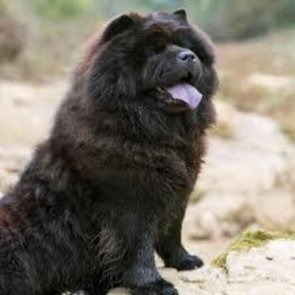 С ними следует быть осторожным: топ пород часто кусающихся собак.